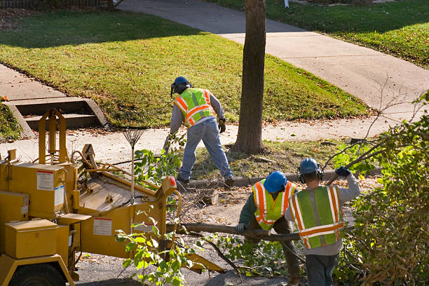 The Steps Involved in Our Tree Care Process in Montgomery, GA